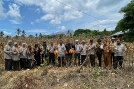 BRMP Aceh panen benih jagung varietas jakarin dan bisma bermutu tinggi