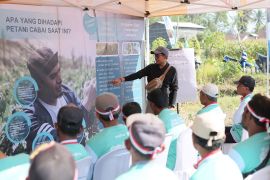 Syngenta meluncurkan inovasi atasi serangan "thrips" pada cabai