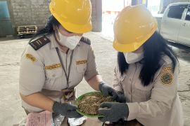 Karantina pastikan produk jagung Sumut sesuai standar ekspor ke Jepang
