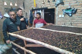 Tim Pengabdian Unand kembangkan kopi parak di Kabupaten Pasaman
