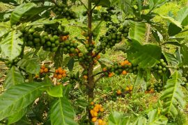 Kopi liberika dan harapan yang tumbuh di Padi Jaya