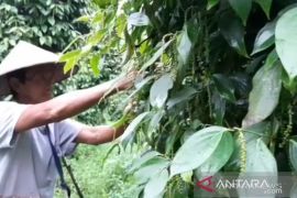 Nilai tukar petani Babel naik jadi 1,29 persen