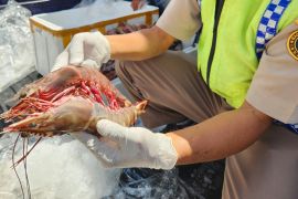 Karantina NTB memperketat pengawasan lalu lintas udang antar wilayah