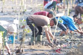 Bima memulihkan ekosistem pesisir Panda dengan tanam 700 bibit mangrove