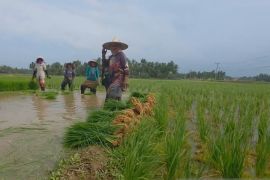 Rehabilitasi tuntas, petani di Bireuen kembali tanam padi seluas 302 hektare