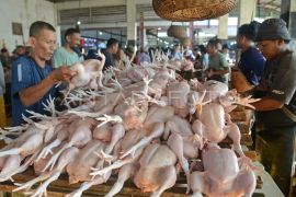 Stok Ayam potong di Banda Aceh kurang akibat bibitnya terpapar virus