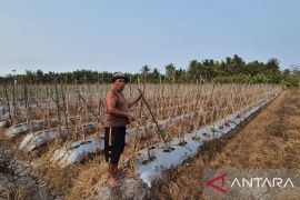 Kemarau panjang picu gagal panen di Sangatta Selatan Kutim
