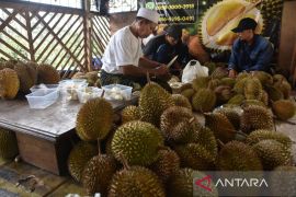 Panen raya durian Cengal Bogor