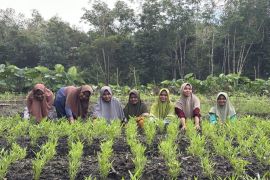 Perempuan Dusun Pinang menggerakkan kemandirian pangan dari Kebun Komunitas