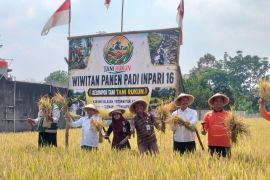 Petani Sleman panen padi 7,4 ton GKG per ha saat kemarau