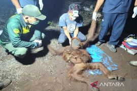 BKSDA selamatkan induk dan anak orang utan dari kepungan karhutla di Kotim