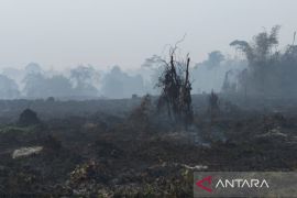 BKSDA Jambi pastikan kebakaran tidak mengganggu habitat gajah