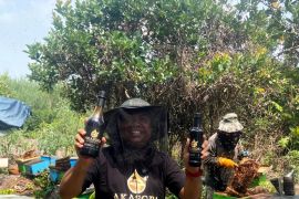 AKASORA resmi hadir: Madu premium murni dari hutan Akasia Riau