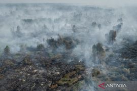 BPBD: Karhutla di Kalimantan Selatan capai 12.339 hektare