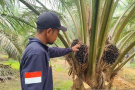 Dipengaruhi Harga CPO dan Kernel, Harga TBS Sawit di Kalbar Bergerak Fluktuatif Sepanjang 2026