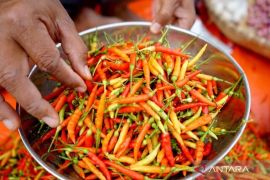 PIHPS mencatat harga cabai rawit Rp83.050/kg