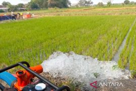 BWS prioritaskan suplai air irigasi Kaltim pada lahan tertanam