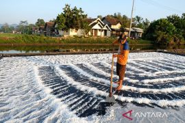 Petambak garam Lamongan sebut produksi 2026 lebih baik