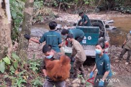 BKSDA Jambi rehabilitasi orangutan hasil penyelamatan di Riau-Sumut