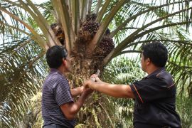 45 tahun PTPN di Kalbar dari jalan setapak menuju sawit berkelanjutan