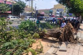 Dua pemotor tewas tertimpa pohon tumbang di Jalan Pandanaran Semarang