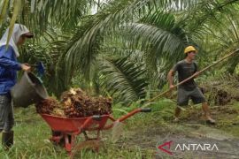 Harga TBS sawit di Kaltim Rp3.561 per kilogram