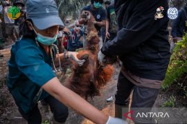 Kabut asap diduga renggut nyawa Orangutan Sempurna