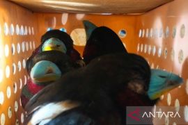 Petugas gagalkan penyelundupan ratusan ekor burung lewat Bandara Soetta