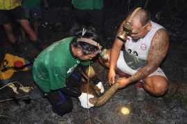 CAN Borneo selamatkan tenggiling terkepung karhutla di Berau