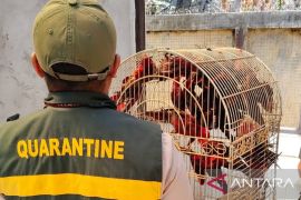 BKHIT Maluku gagalkan penyelundupan 40 nuri paruh bengkok bersama seorang penumpang