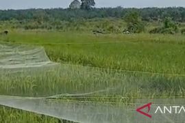 Bangka optimis target produksi padi capai target
