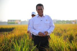 Mentan sebut produksi dan surplus beras terjaga