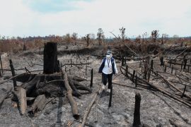 Ada bekas penebangan pohon di karhutla Bukit Tengkorak dekat IKN