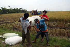 Bulog Sumut serap 42.900 ton gabah petani hingga 5 September 2026
