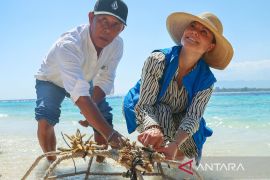 Putri Mahkota Swedia tanam terumbu karang di Gili Meno