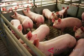 Kementan tegaskan dukung penguatan peternakan babi milik rakyat