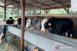 Barantin minta peternak waspadai ancaman penyakit hewan di tengah cuaca ekstrem dan kemarau