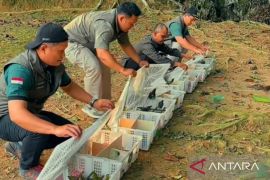 BKSDA Jambi dan Flight gagalkan penyelundupan 198 ekor burung