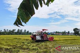 Petani di Kabupaten Penajam Kaltim panen padi di tengah kemarau