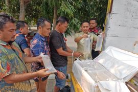 Polda Banten gagalkan pengiriman 150 ribu benih bening lobster