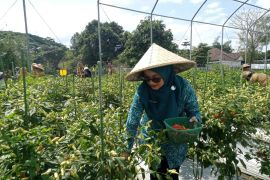Mataram berhasil  memproduksi cabai 20 kilogram di lahan "tidur"