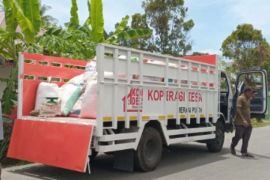 KDMP di Pulau Simeulue serap gabah petani