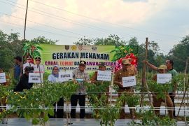 Petani Desa Uwie Tabalong panen cabai tiung di tengah musim kemarau