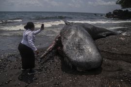 Paus sperma terdampar di Pantai Taduma Ternate