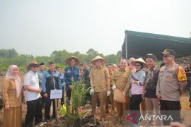 Koperasi di Bangka Barat bantu peremajaan kebun kelapa sawit rakyat