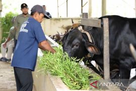 DPKH Kaltim minta peternak pastikan ketersediaan pangan hadapi kemarau