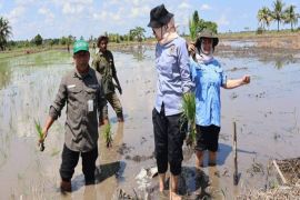 Balai Benih TPH Kalsel jaga ketersediaan benih petani