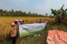 PT BGN panen padi semi organik bersama petani Barito Kuala