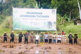 Kejari Purwakarta turun ke sawah  kawal program Jagaraksa Tatanen
