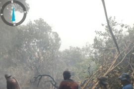 APHI Riau dorong Desa dan PBPH perkuat sinergi hadapi ancaman karhutla